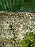 Gaillet gratteron - Galium aparine (prise a Lens, P-de-C)(2)